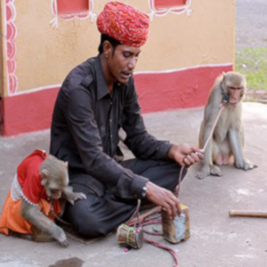 monkey show for corporate