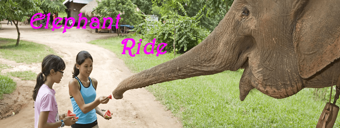 elephant ride on rent