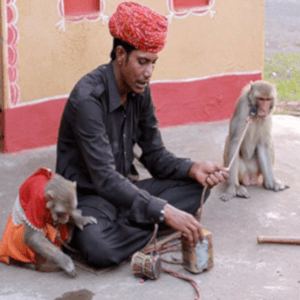 monkey-show-on-rent monkey show for corporate