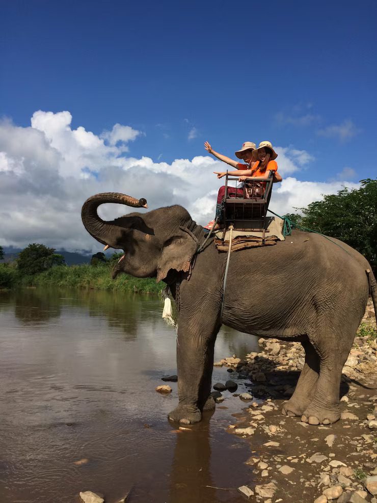 Animal Rides On Rent In Delhi | Elephant Rides | Buggy Ride