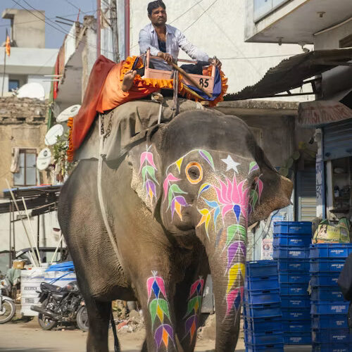 elephant-ride2