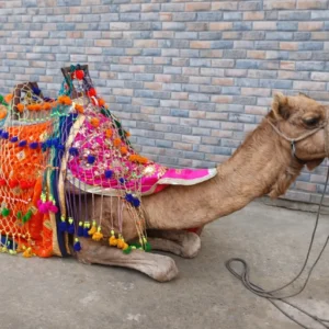 camel-ride camel-ride