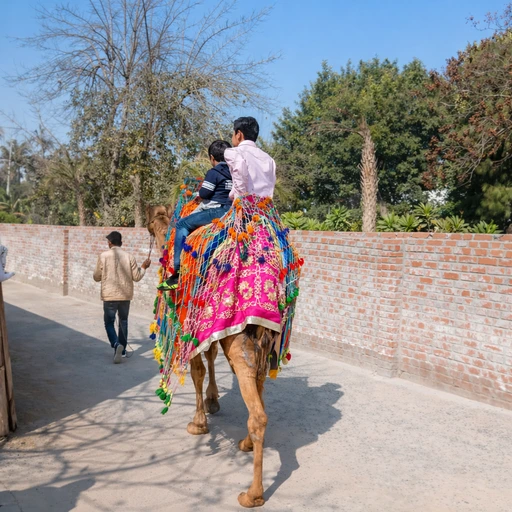 camel-ride-for-hire