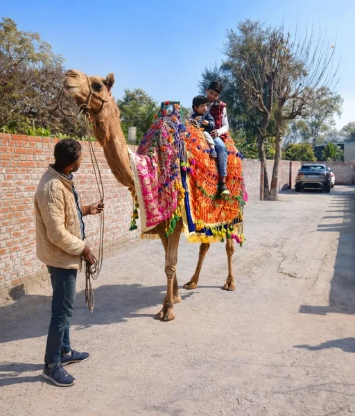 camel-ride-for-rental camel-ride-for-rental