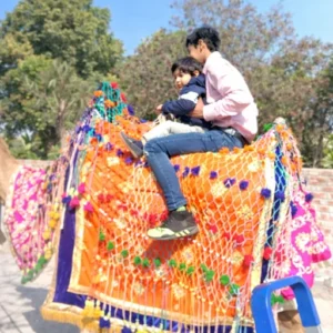 camel-ride-on-rent